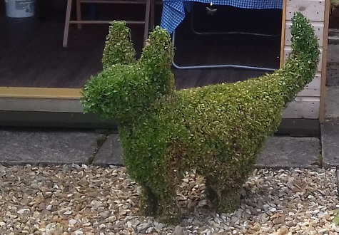 Dad's dog by his shed!